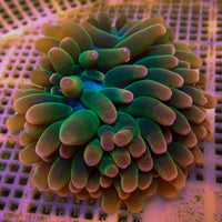 WYSIWYG Passionfruit Mania Rainbow Bubble Tip Anemone (2-3") - Corals Anonymous