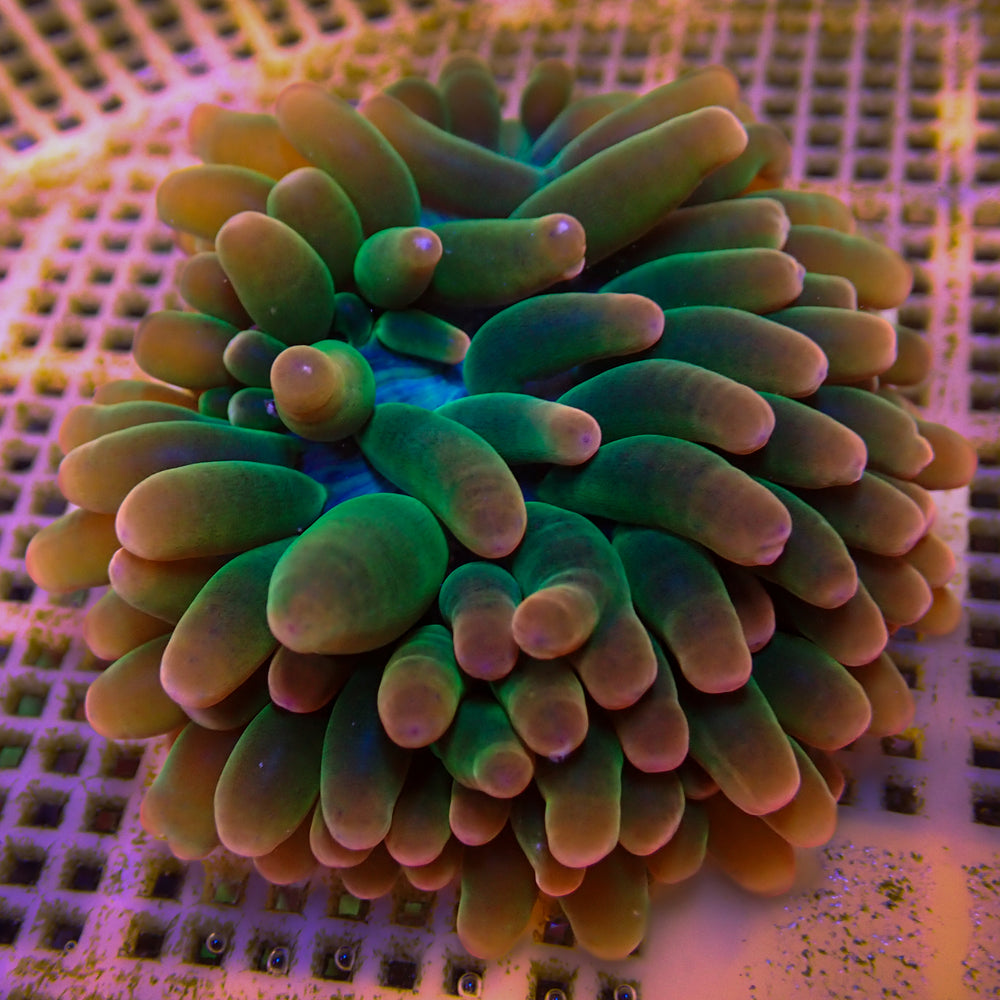WYSIWYG Passionfruit Mania Rainbow Bubble Tip Anemone (2-3