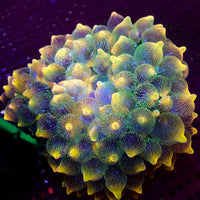 WYSIWYG Pacific Sunburst Bubble Tip Anemone (3-5”, Rare) - Corals Anonymous