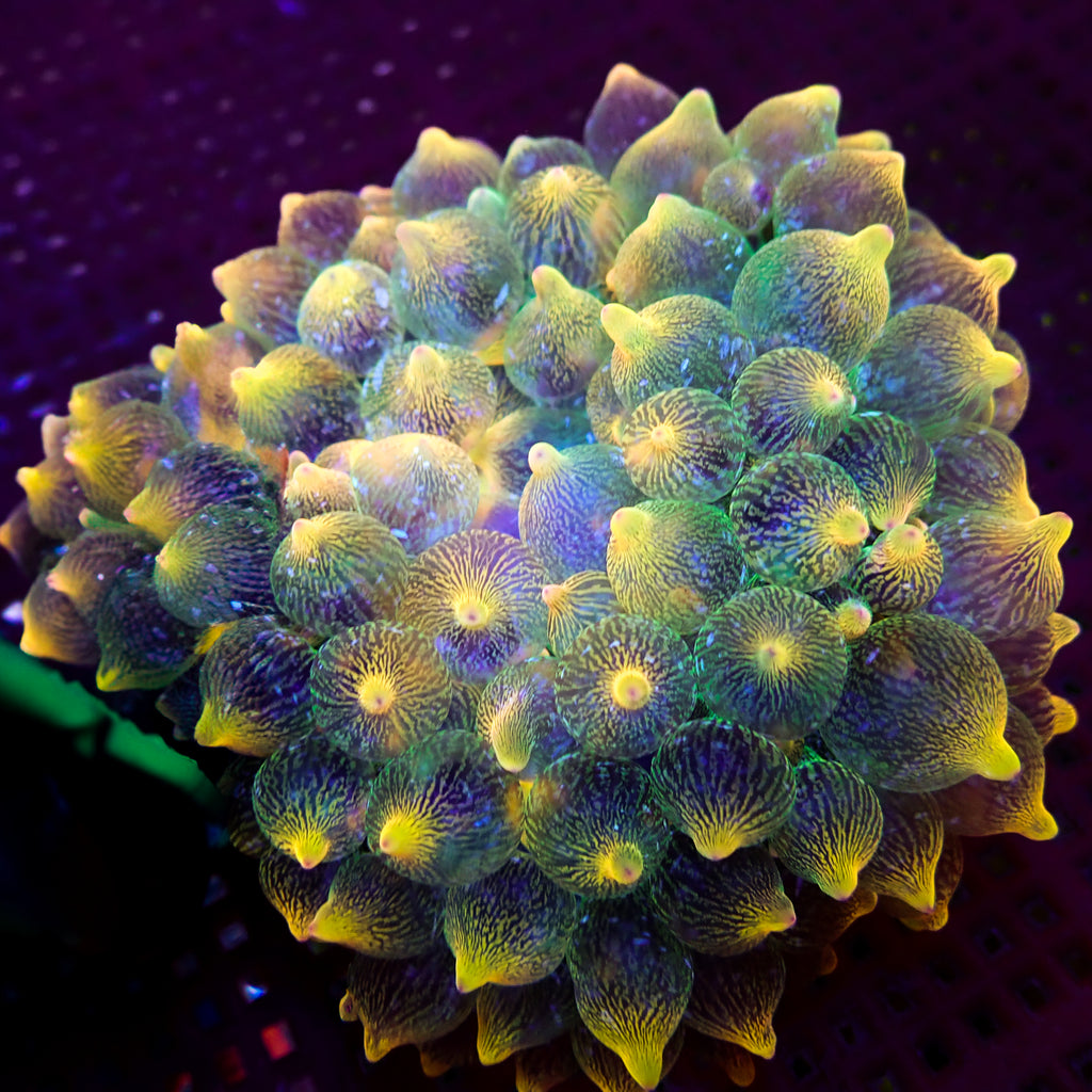 WYSIWYG Pacific Sunburst Bubble Tip Anemone (3-5”, Rare) - Corals Anonymous