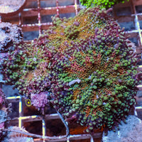 WYSIWYG Red Charm Rainbow Yuma Mushroom Colony (Large, 3 Polyps) - Corals Anonymous
