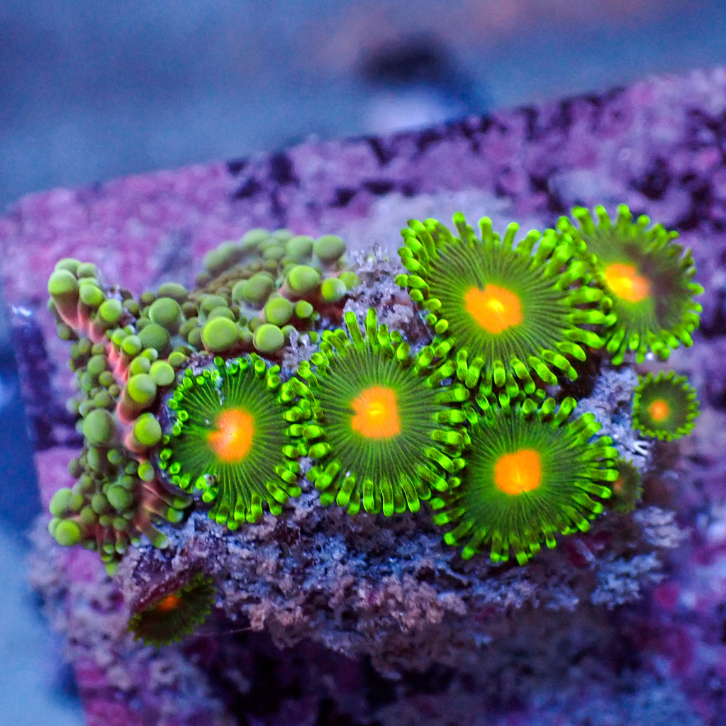 WYSIWYG Red Charm Yuma Mushroom w/ Zoas - Corals Anonymous