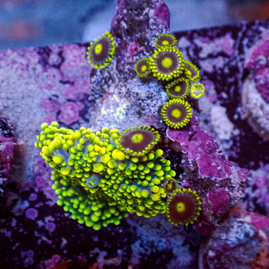 WYSIWYG Indo Electric Blue Yuma Mushroom w/ Zoas - Corals Anonymous