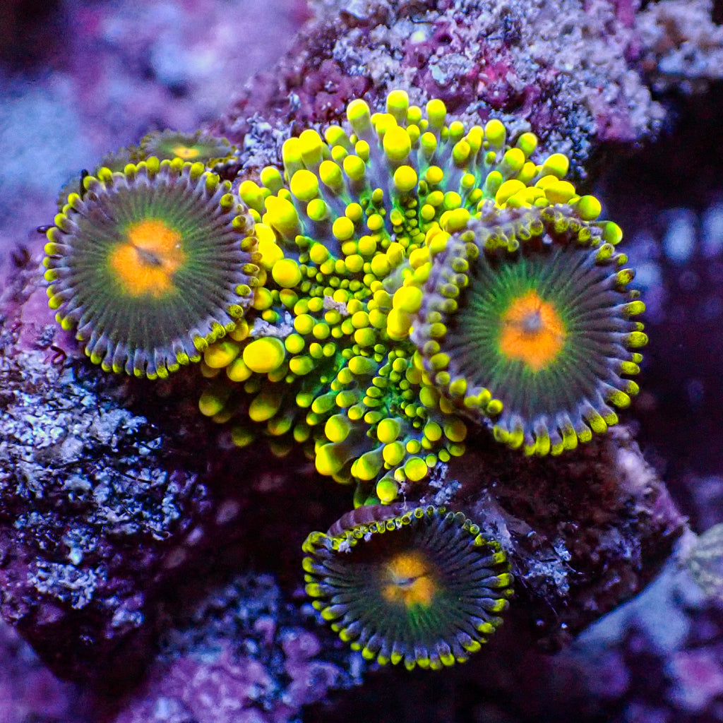 WYSIWYG Indo Electric Blue Yuma Mushroom w/ Zoas - Corals Anonymous