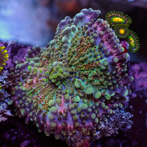 WYSIWYG Red Charm Yuma Mushroom w/ Zoas