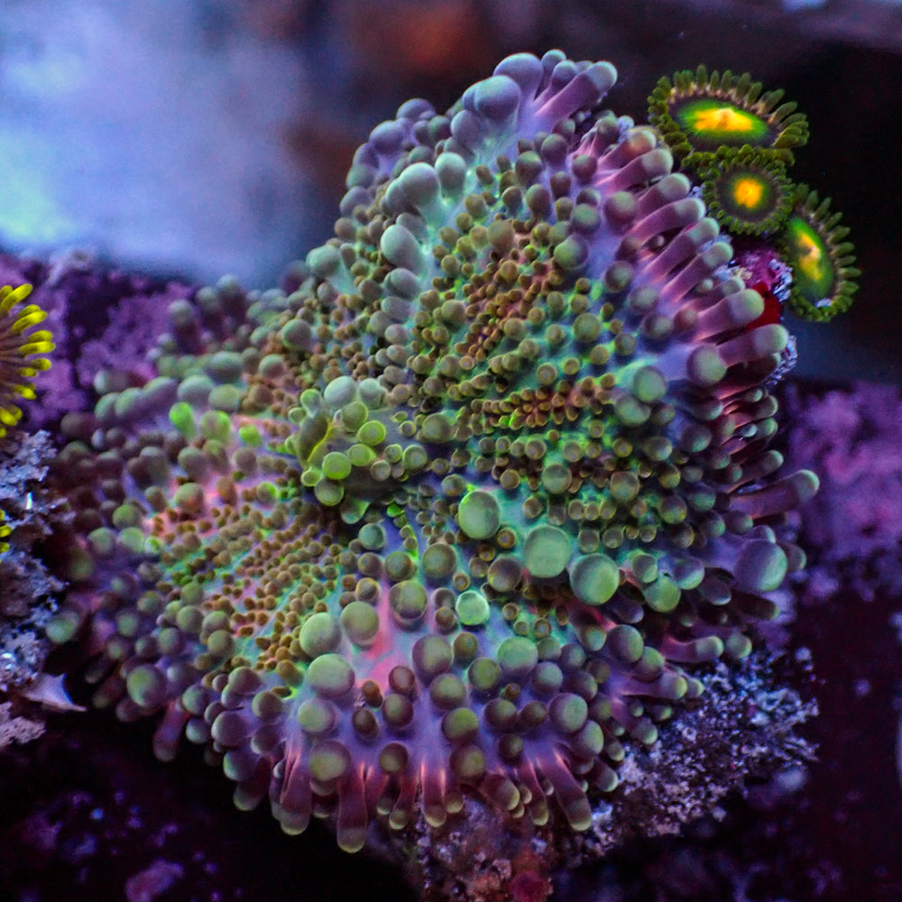 WYSIWYG Red Charm Yuma Mushroom w/ Zoas