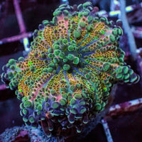 WYSIWYG Ultra Rainbow Pink Blossom Yuma Mushroom - Corals Anonymous