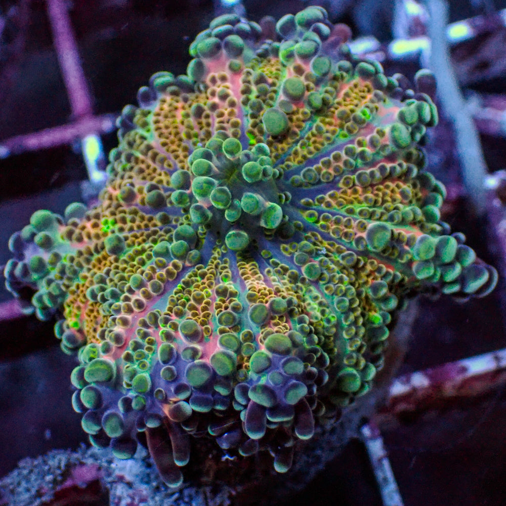 WYSIWYG Ultra Rainbow Pink Blossom Yuma Mushroom - Corals Anonymous