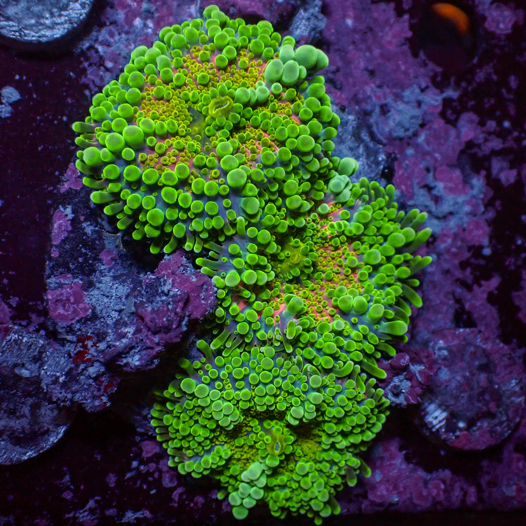 WYSIWYG Bubbly Kiwi Sunrise Yuma Mushroom Colony (3 Polyps) - Corals Anonymous
