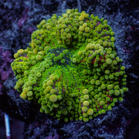 WYSIWYG Large Purple Green Yuma Mushroom