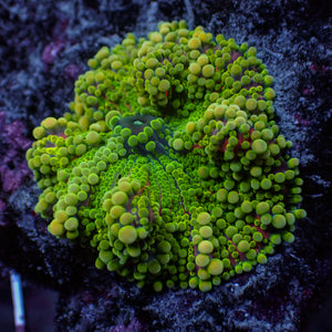 WYSIWYG Large Purple Green Yuma Mushroom