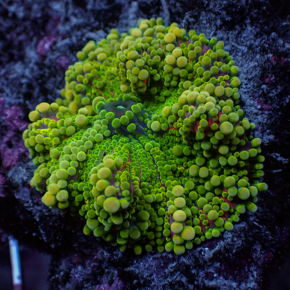 WYSIWYG Large Purple Green Yuma Mushroom