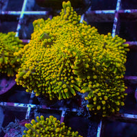 WYSIWYG Marigold Burst Yuma Mushroom Colony (3 Polyps) - Corals Anonymous