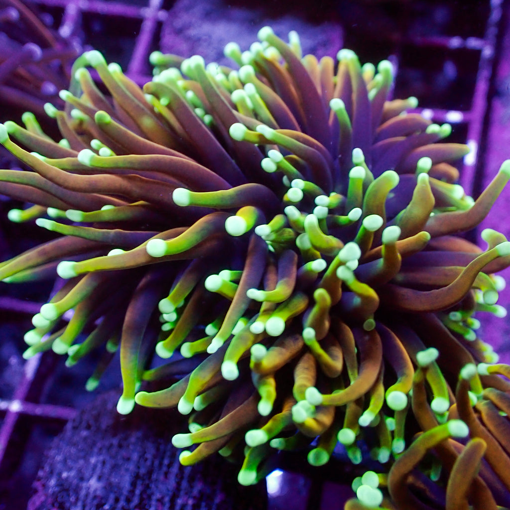 WYSIWYG Inferno Hellfire Torch Colony (4 Polyps) - Corals Anonymous