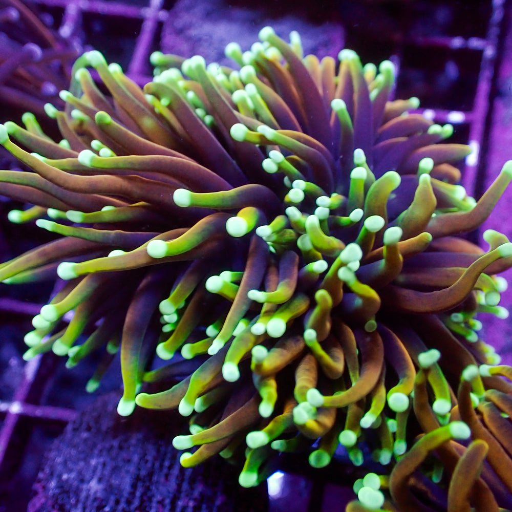 WYSIWYG Inferno Hellfire Torch Colony (4 Polyps) - Corals Anonymous