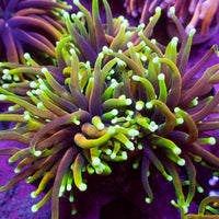 WYSIWYG Inferno Hellfire Torch Colony (4 Polyps) - Corals Anonymous