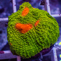 WYSIWYG Mummy Eye Chalice (0.5-1" Frag) - Corals Anonymous