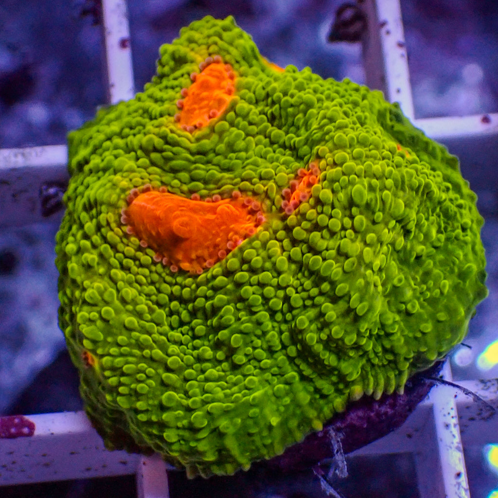 WYSIWYG Mummy Eye Chalice (0.5-1" Frag) - Corals Anonymous