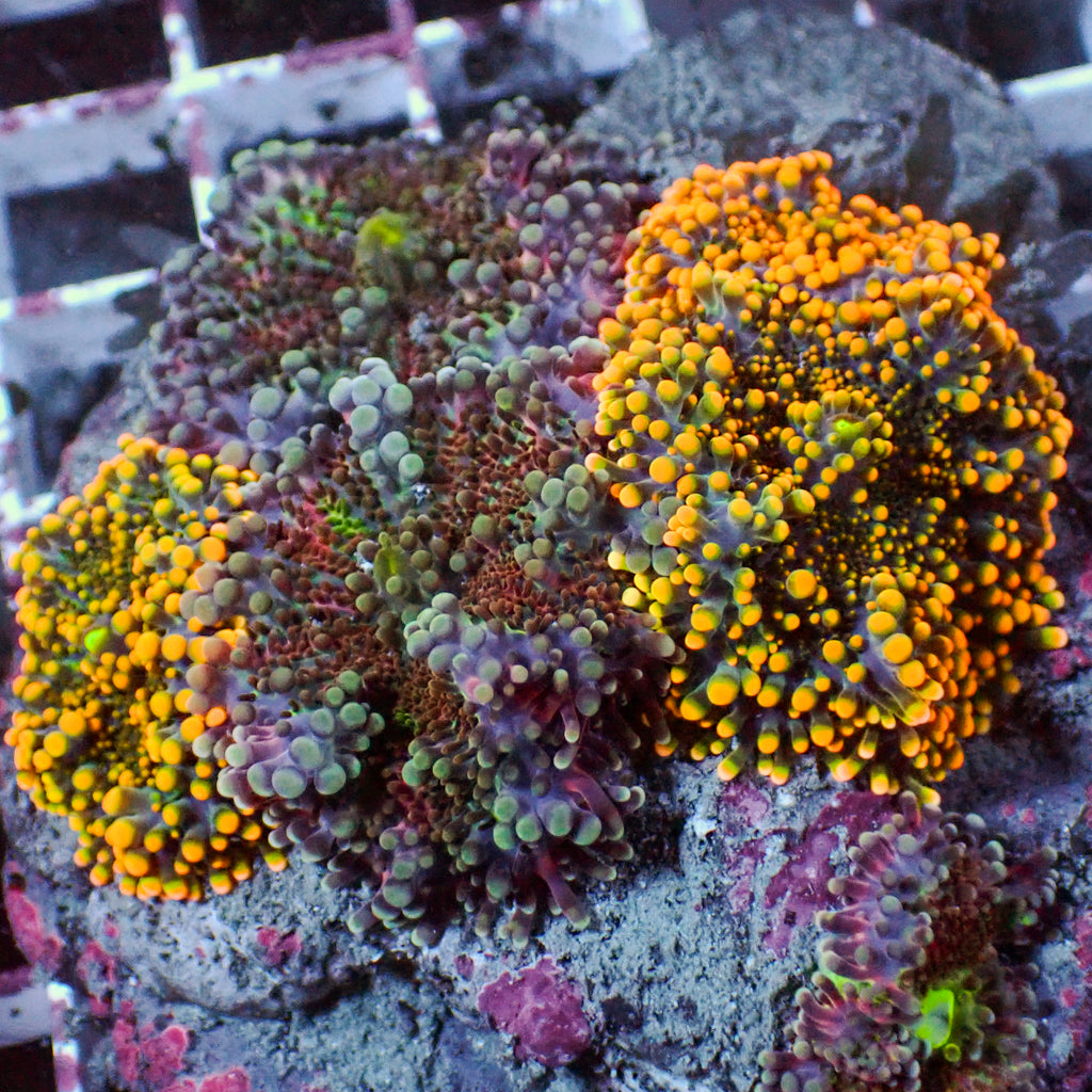 WYSIWYG Rainbow Yuma Mushroom Combo Colony (4 Polyps) - Corals Anonymous