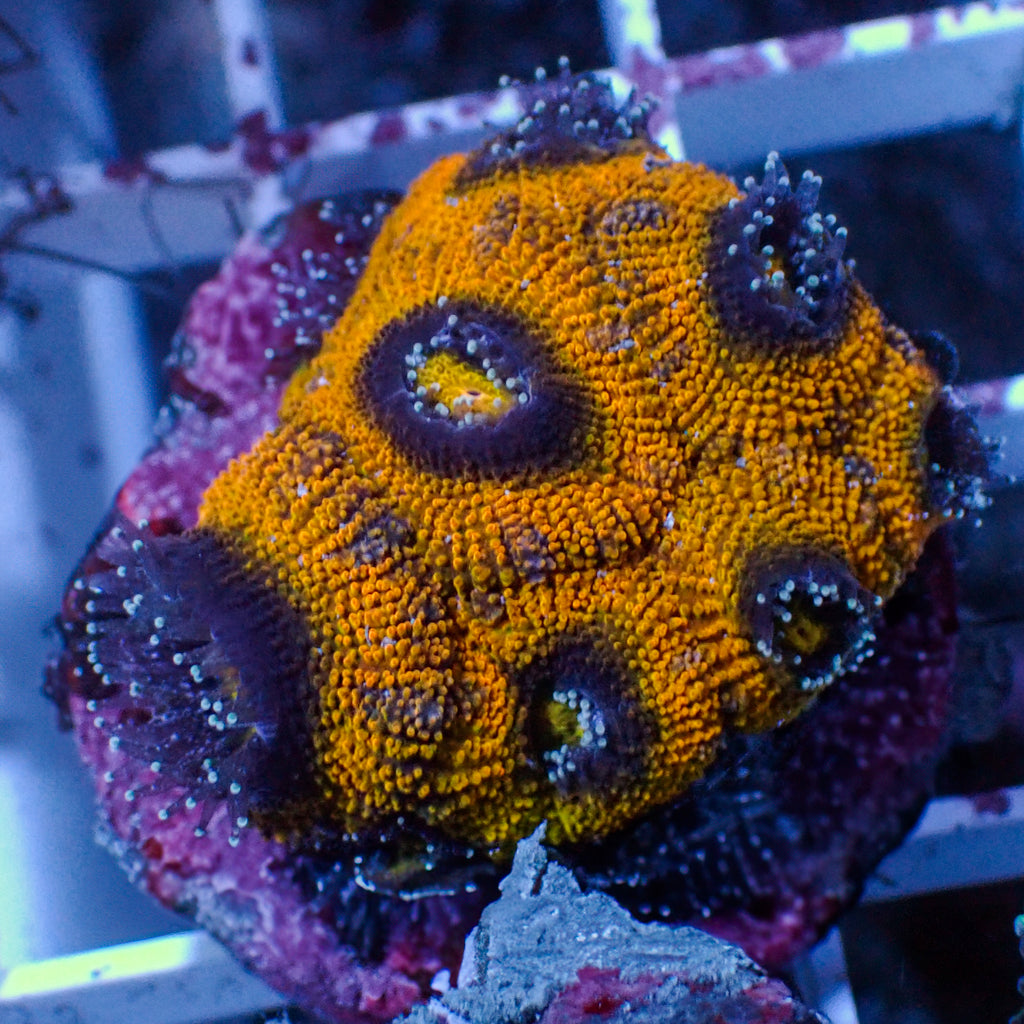 WYSIWYG Orange Acan Colony ( 7+ Polyps) - Corals Anonymous