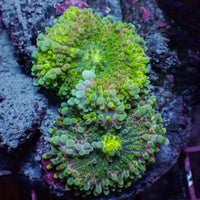 WYSIWYG Multicolor Neon Green Yuma Mushroom Combo (2 Polyps) - Corals Anonymous