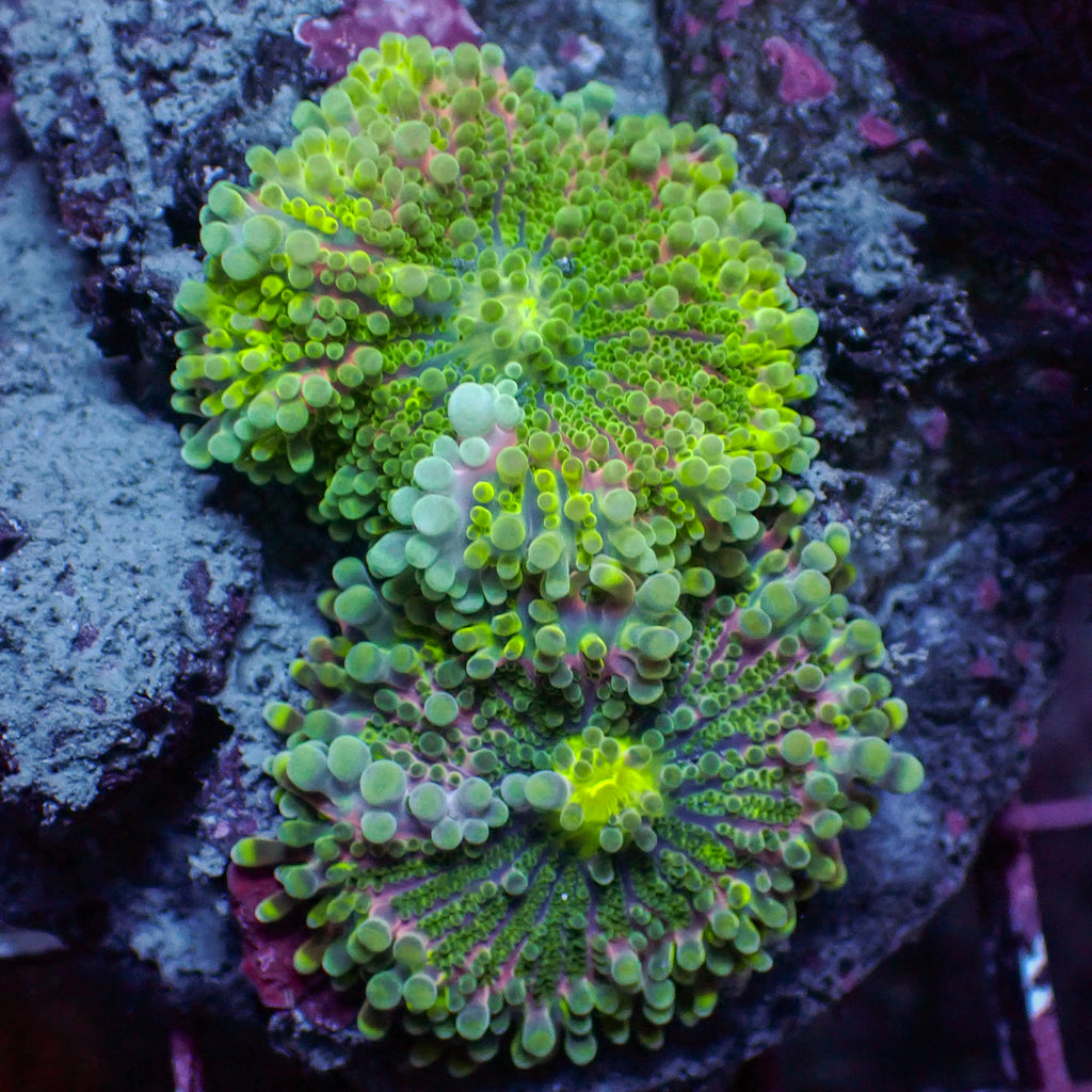 WYSIWYG Multicolor Neon Green Yuma Mushroom Combo (2 Polyps) - Corals Anonymous