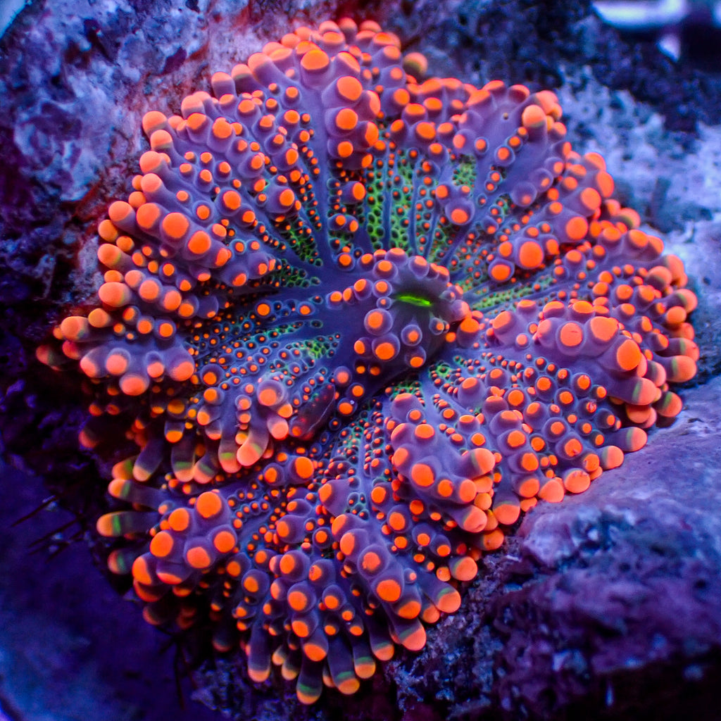 WYSIWYG Large Akuma Rage Yuma Mushroom - Corals Anonymous