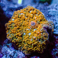 WYSIWYG Golden Ray Discosoma Mushroom - Corals Anonymous