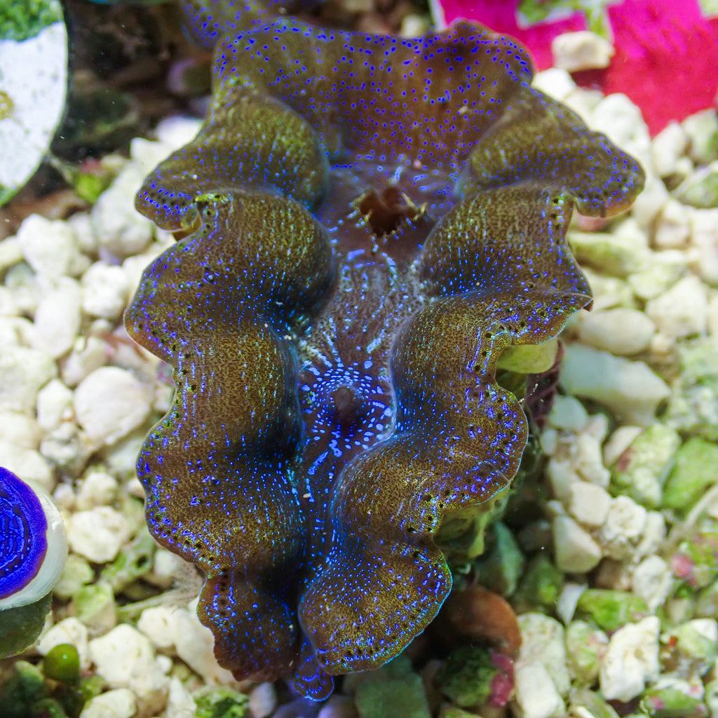 WYSIWYG Gold Rim Multicolor Crocea Clam (1.5-2") - Corals Anonymous