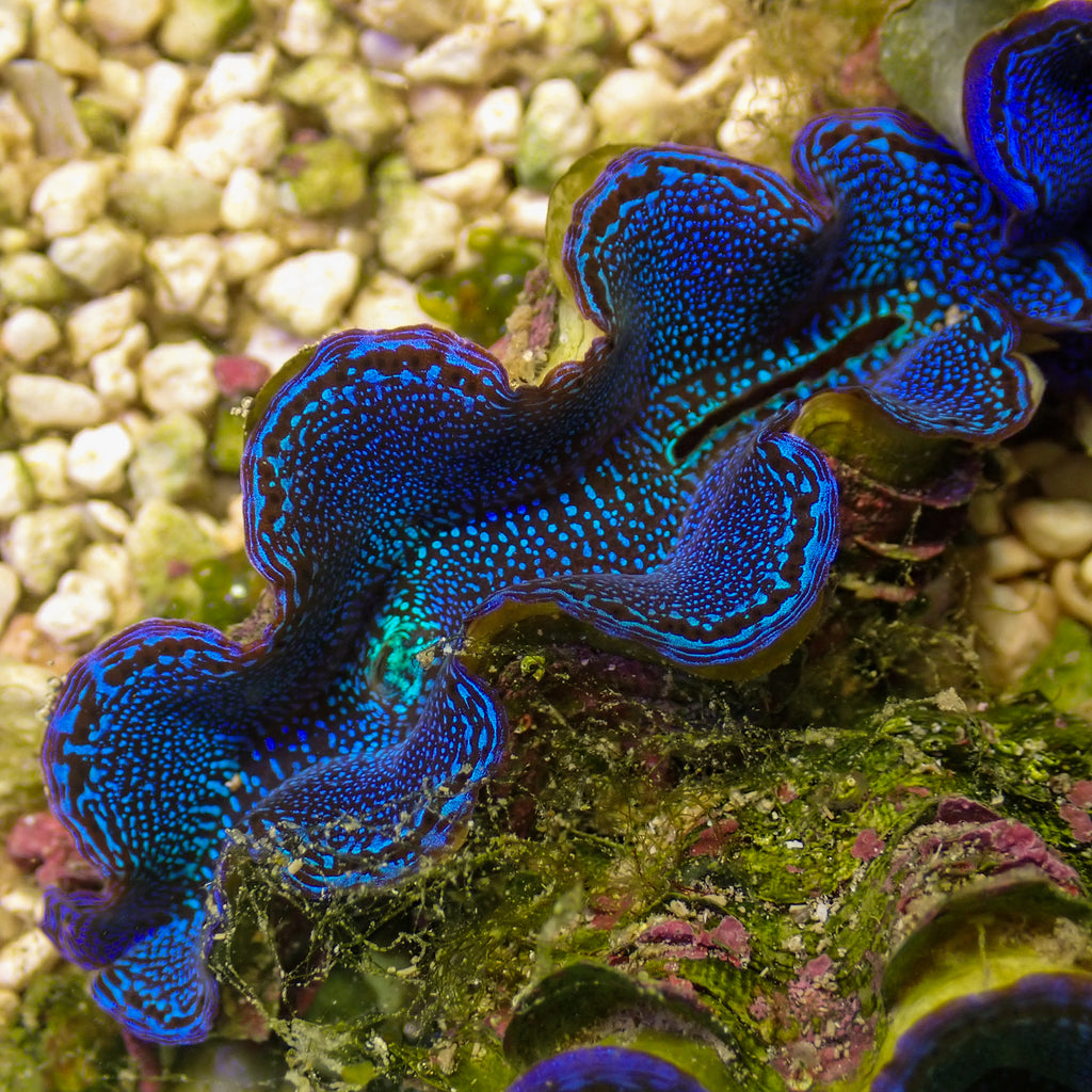 WYSIWYG Ultra Blue Tridacna Squamosa Clam (1.5-2") - Corals Anonymous