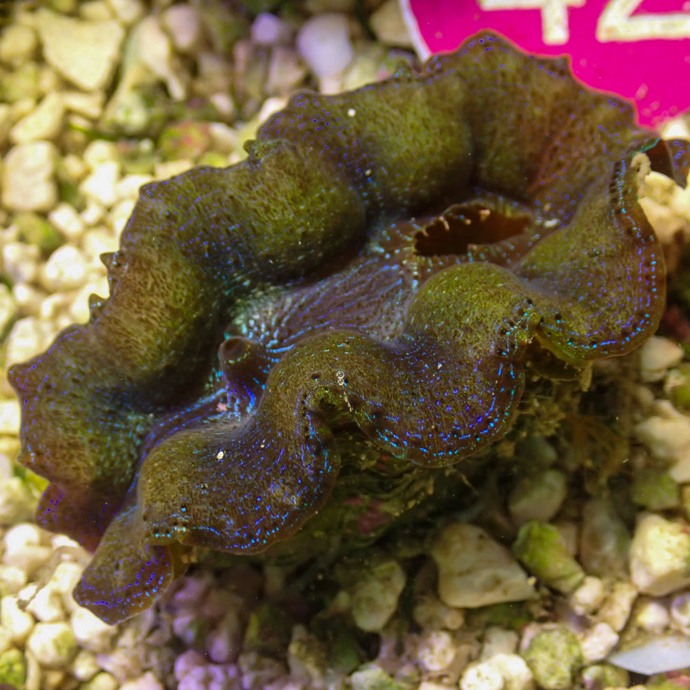 WYSIWYG Gold Rim Multicolor Crocea Clam (1.5-2