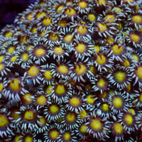 Yellow Heart Goniopora (0.5-1” Frag) - Corals Anonymous