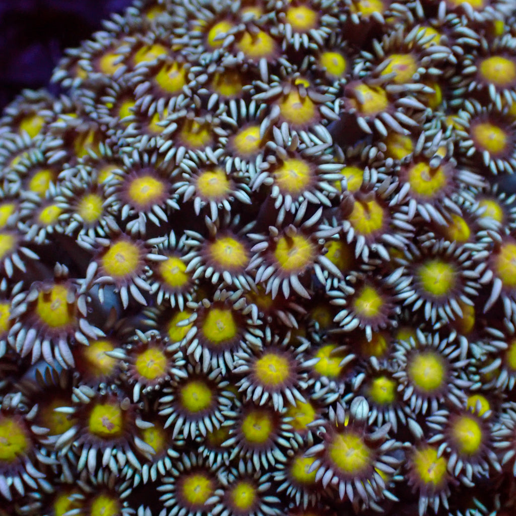 Yellow Heart Goniopora (0.5-1” Frag) - Corals Anonymous