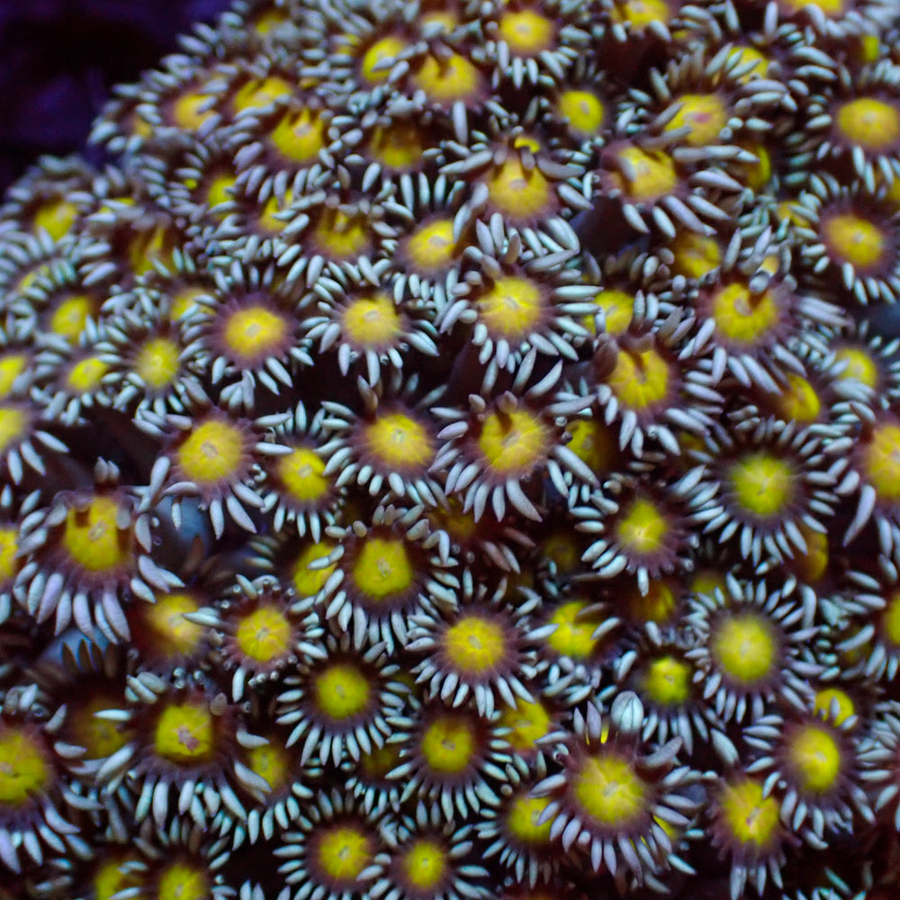 Yellow Heart Goniopora (0.5-1” Frag) - Corals Anonymous