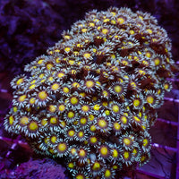 Yellow Heart Goniopora (0.5-1” Frag) - Corals Anonymous
