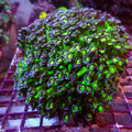 Purple Green Goniopora (0.5-1” Frag) - Corals Anonymous