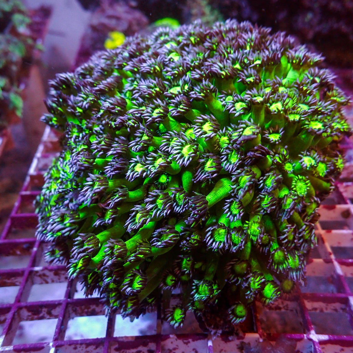 Purple Green Goniopora (0.5-1” Frag) - Corals Anonymous