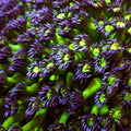 Purple Green Goniopora (0.5-1” Frag) - Corals Anonymous