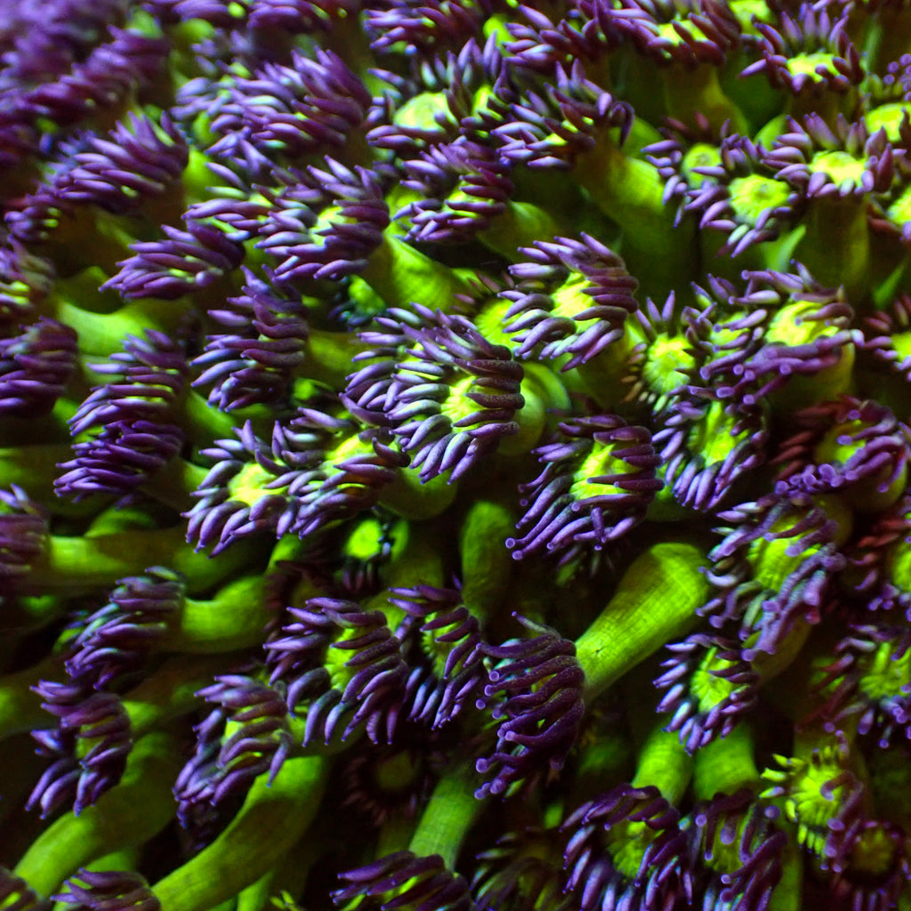 Purple Green Goniopora (0.5-1” Frag) - Corals Anonymous
