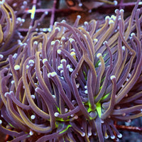 WYSIWYG NY Knicks Torch Colony (4 Polyps) - Corals Anonymous