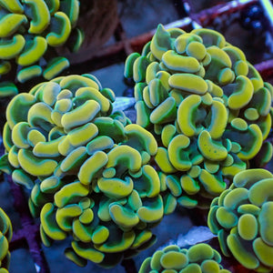 WYSIWYG Golden Rainbow Branching Hammer Colony (3 Polyps) - Corals Anonymous