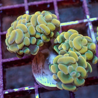 WYSIWYG Golden Rainbow Branching Hammer Colony (3 Polyps) - Corals Anonymous