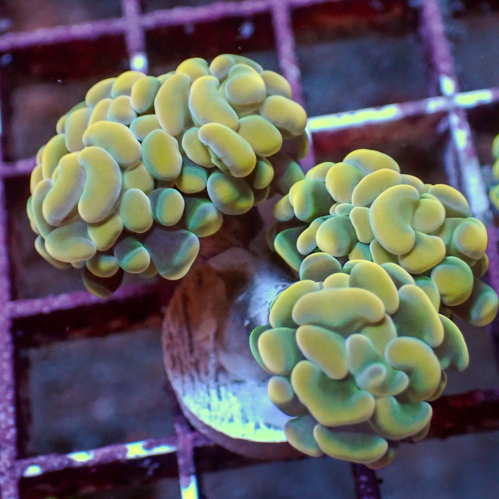 WYSIWYG Golden Rainbow Branching Hammer Colony (3 Polyps) - Corals Anonymous