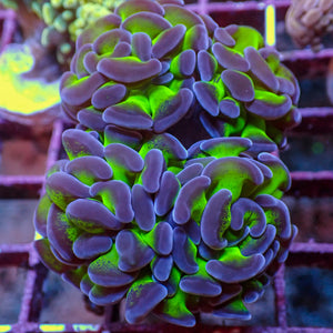 WYSIWYG Purple Tip Hammer Colony (4 Polyps) - Corals Anonymous