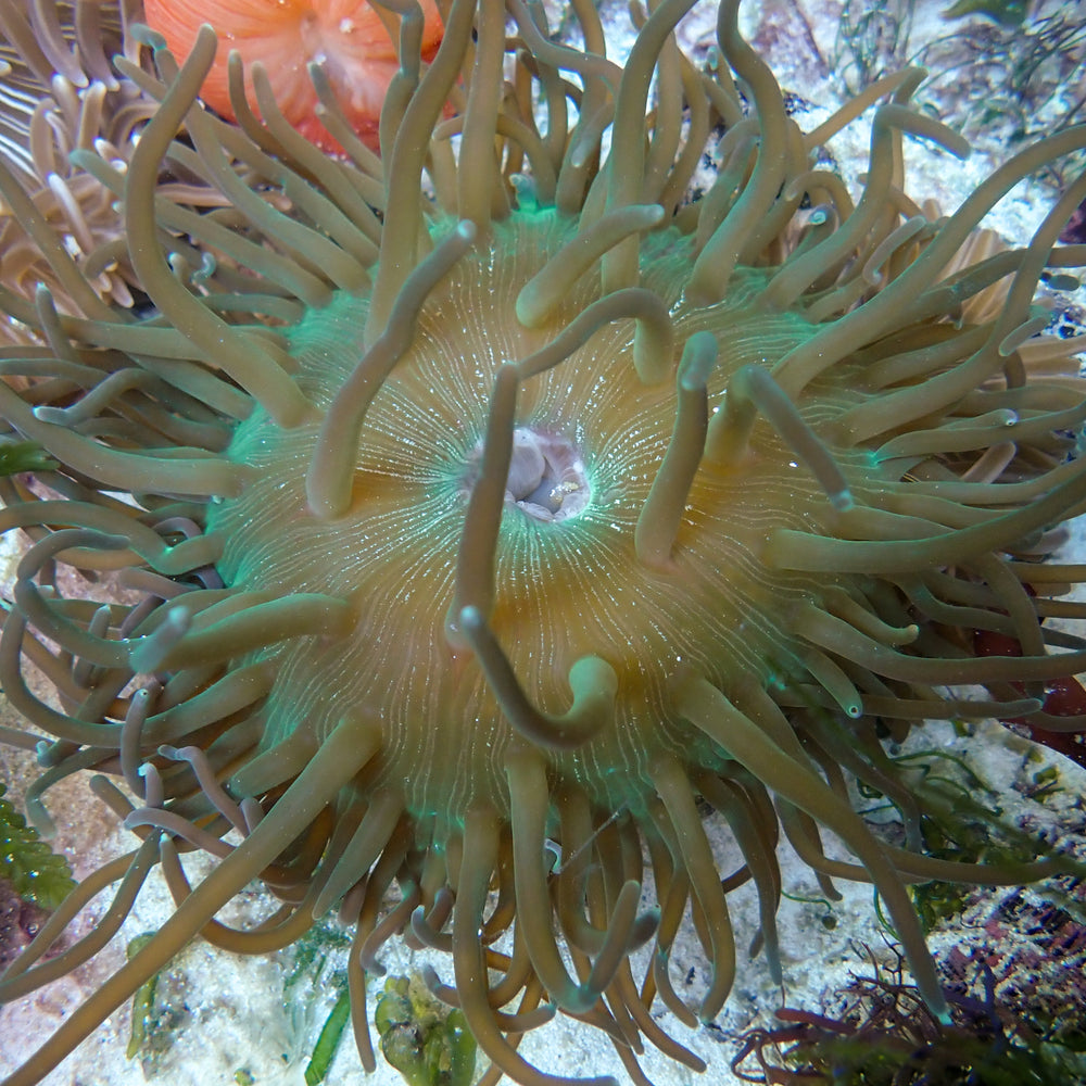 WYSIWYG Teal Green Long Tentacle Anemone (6-8