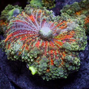 WYSIWYG Giant Red Comet Rainbow Yuma Mushroom (1-1.5")