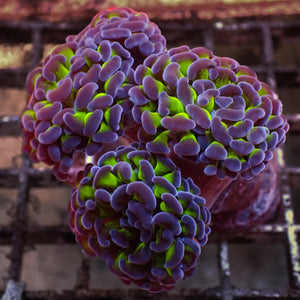 WYSIWYG Purple Tip Hammer Colony (3 Polyps)