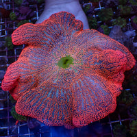 WYSIWYG Ruby Red Rainbow Haddoni Carpet Anemone (Showpiece, 12-14”) - Corals Anonymous