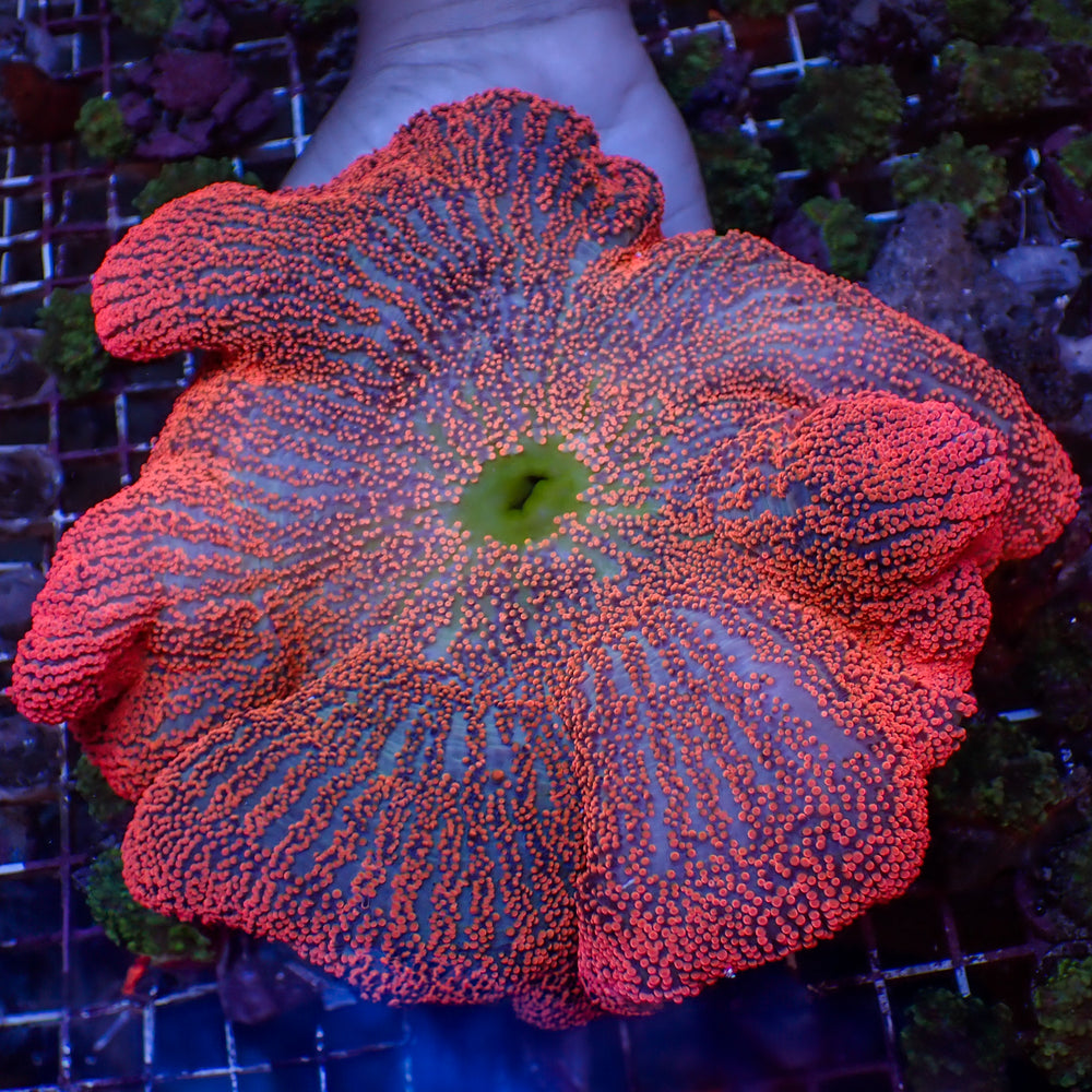 WYSIWYG Ruby Red Rainbow Haddoni Carpet Anemone (Showpiece, 12-14”) - Corals Anonymous