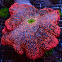 WYSIWYG Ruby Red Rainbow Haddoni Carpet Anemone (Showpiece, 12-14”) - Corals Anonymous